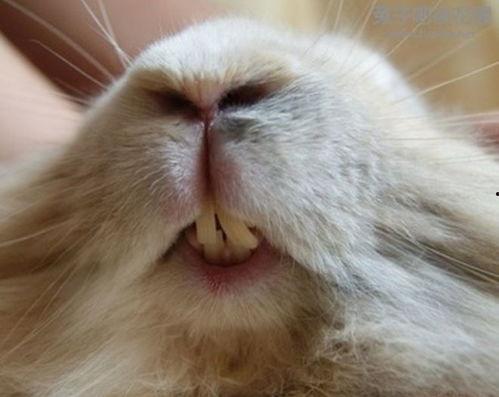 兔子牙吃瓜,揭秘娱乐圈幕后真相