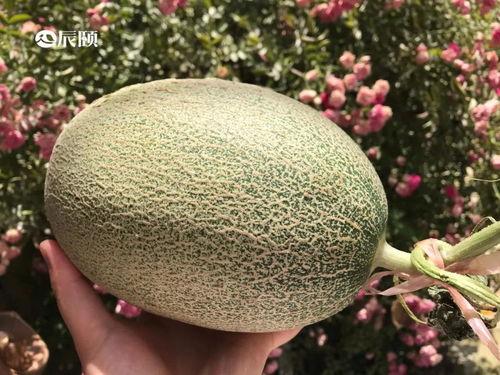 辰希吃瓜,揭秘娱乐圈幕后真相