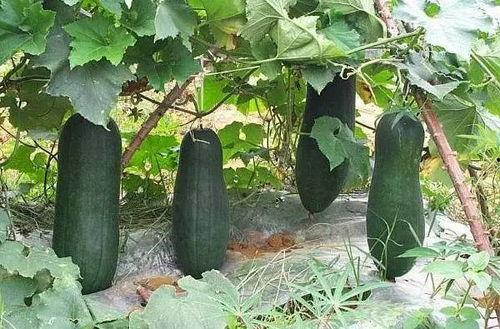 秋天吃那三瓜,三瓜养生，润燥养颜