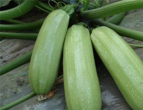 葫芦瓜的瓜尖可以吃吗,可食用之美味探索