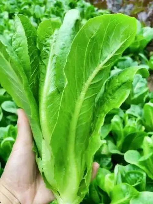 种草姬吃瓜,揭秘网红美食背后的真相