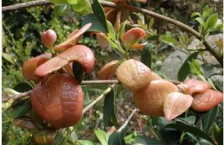 利川来凤吃瓜,夏日吃瓜盛宴