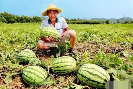 李海棠路边吃瓜,揭秘娱乐圈幕后风云