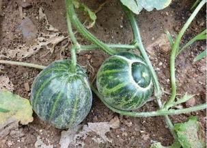 布村澳洲吃瓜,一场别开生面的“吃瓜”盛宴