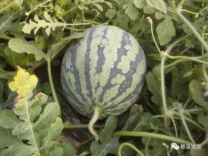 节毛瓜怎么吃,解锁美味新体验