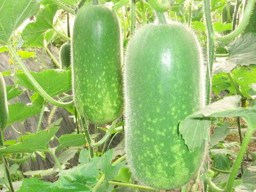 620吃瓜大会图片,一场视觉盛宴的狂欢现场