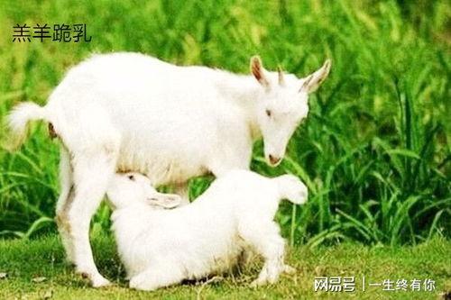 小羊视频吃瓜,一场别开生面的吃瓜盛宴