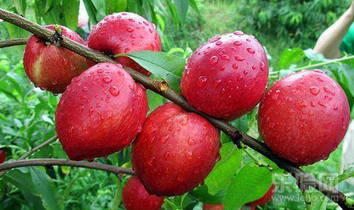 油桃和梨瓜能一起吃吗,探讨两者同食的适宜性