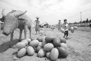 武陟吃瓜现场情况,全民热议，一地瓜香引围观