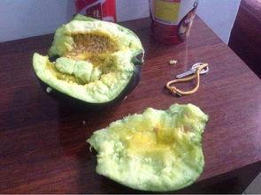 专门吃瓤的瓜,探寻专食瓜瓤的独特美味之旅