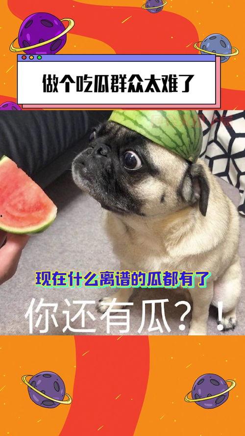 吃瓜群众太可爱