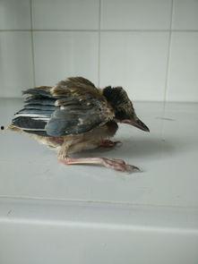 鸟怕吃瓜,揭秘瓜果与鸟类之间的奇妙关系