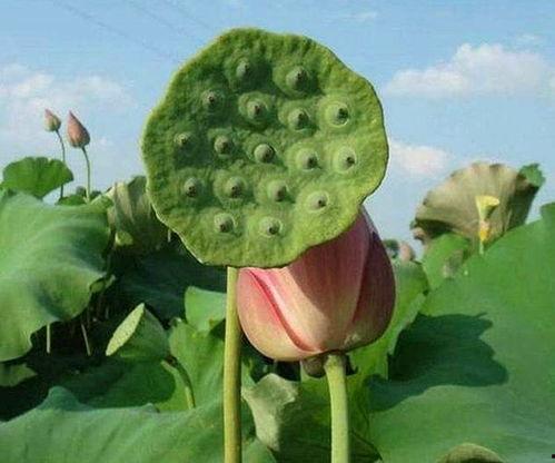 吃瓜飞飞和小莲,揭秘娱乐圈的甜蜜瓜田