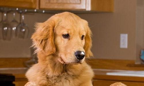 蛋黄狗狗吃瓜,蛋黄狗狗的夏日瓜趣之旅