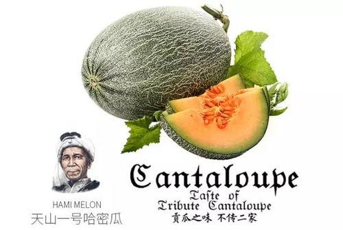 小马吃蜜瓜,蜜瓜盛宴之旅