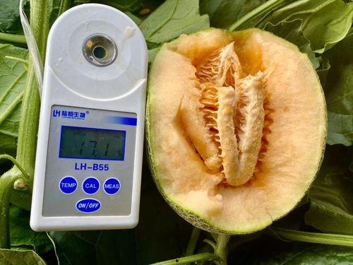 吃瓜 合集全部,盘点年度热门事件精彩瞬间