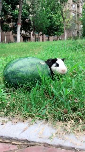 来我家吃瓜图,我家瓜香四溢，邻里欢聚共享美好时光