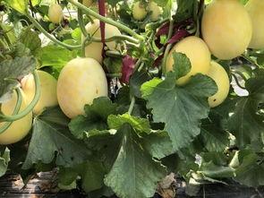 界首锦华观致吃瓜,揭秘吃瓜背后的故事与真相