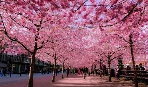 樱花校园吃瓜日常