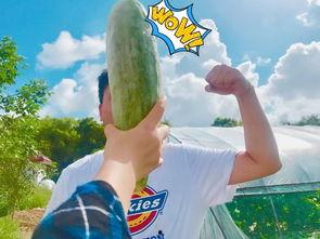 怎么劝朋友吃瓜,巧妙沟通的艺术