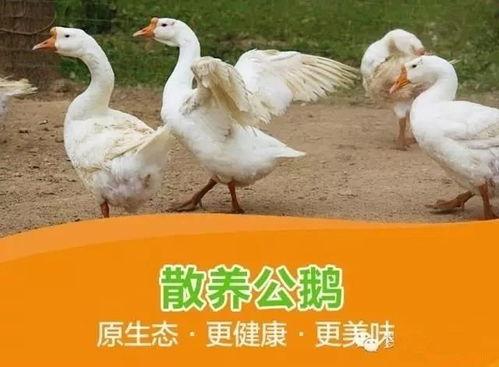 吃瓜幸运鹅结局,结局揭秘，鹅界传奇落幕